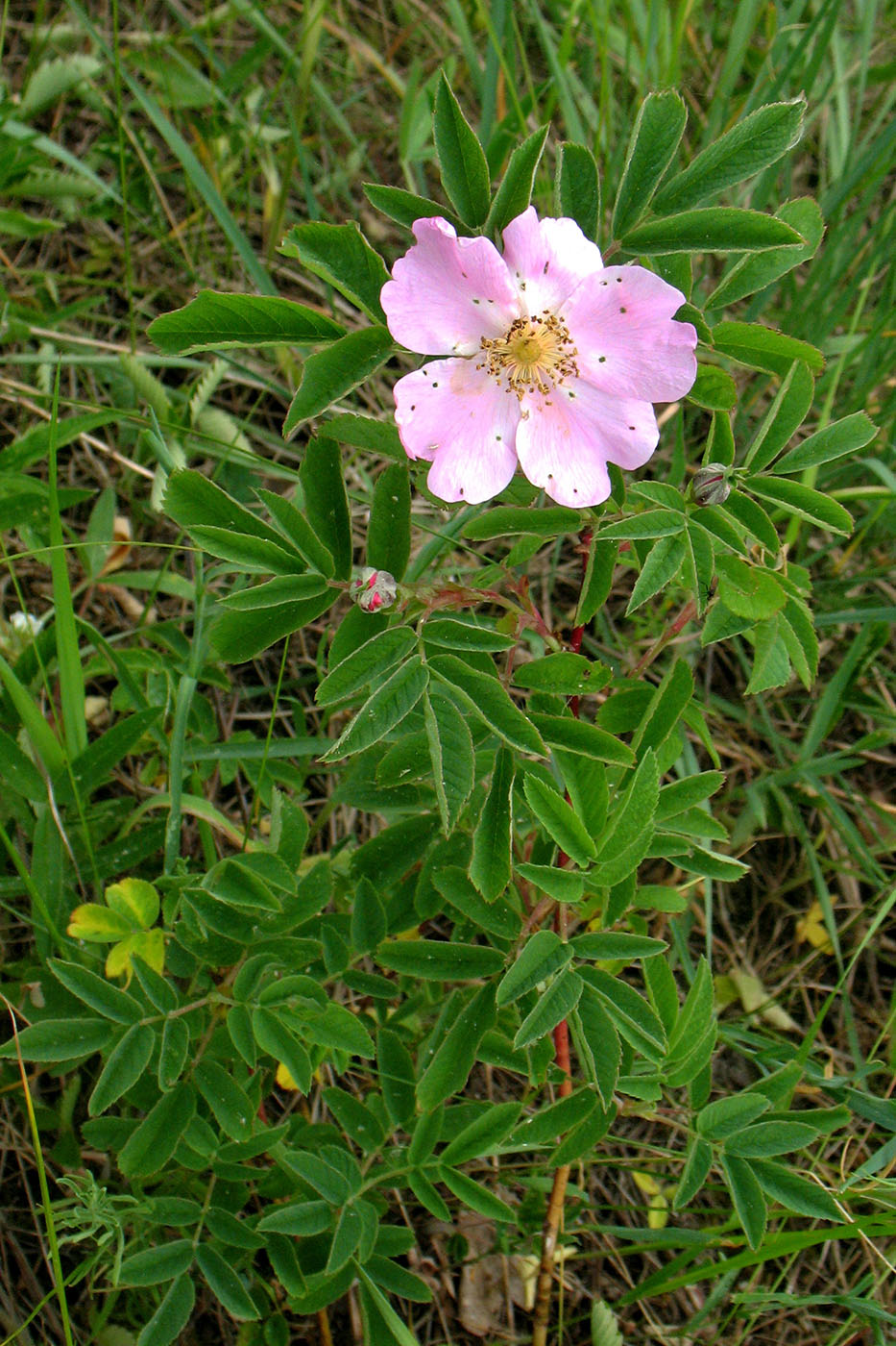 Изображение особи Rosa cinnamomea.