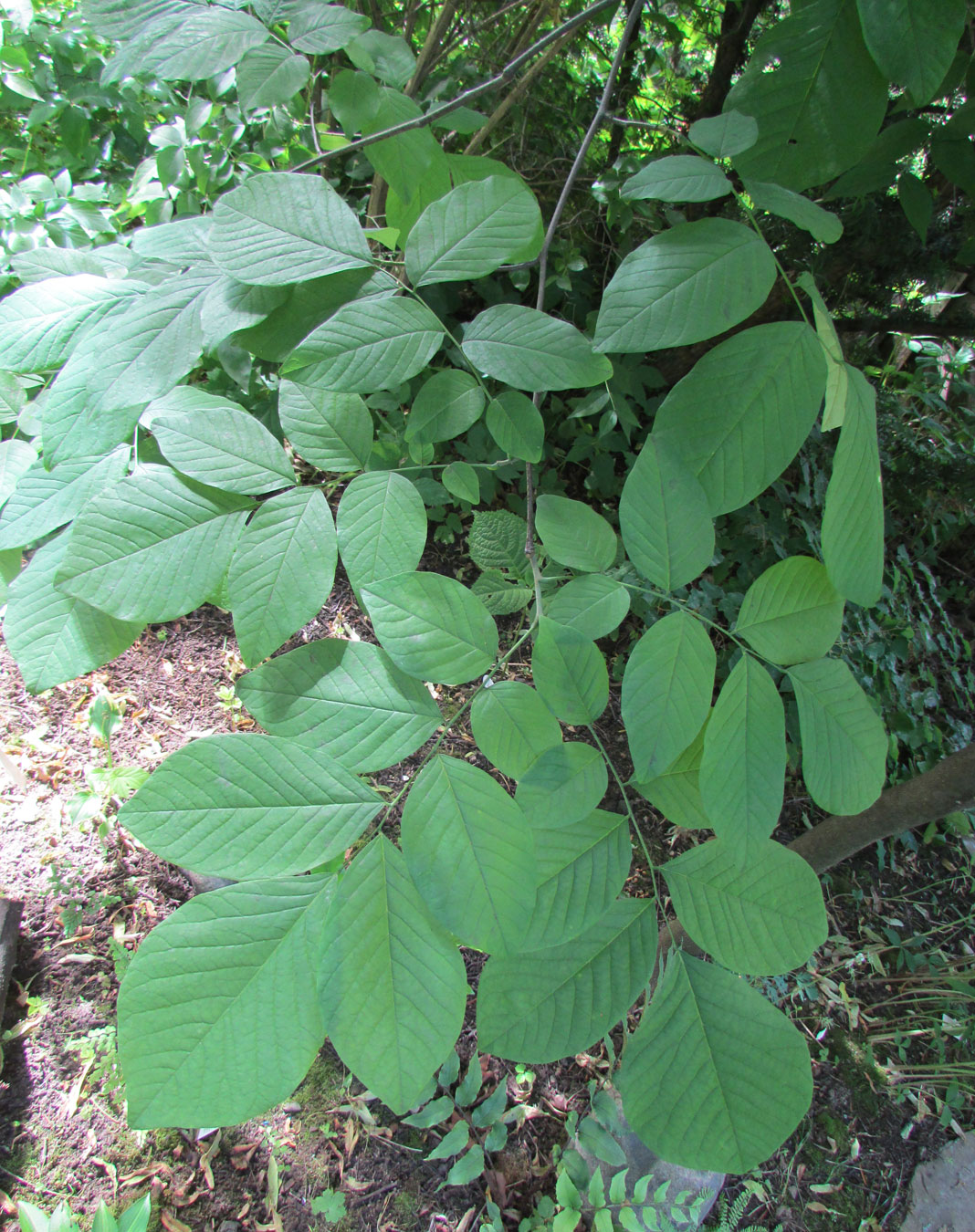 Image of Cladrastis kentukea specimen.