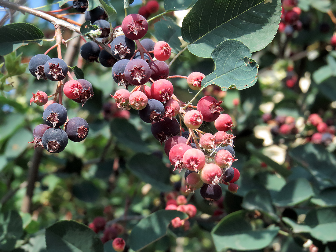 Изображение особи Amelanchier ovalis.