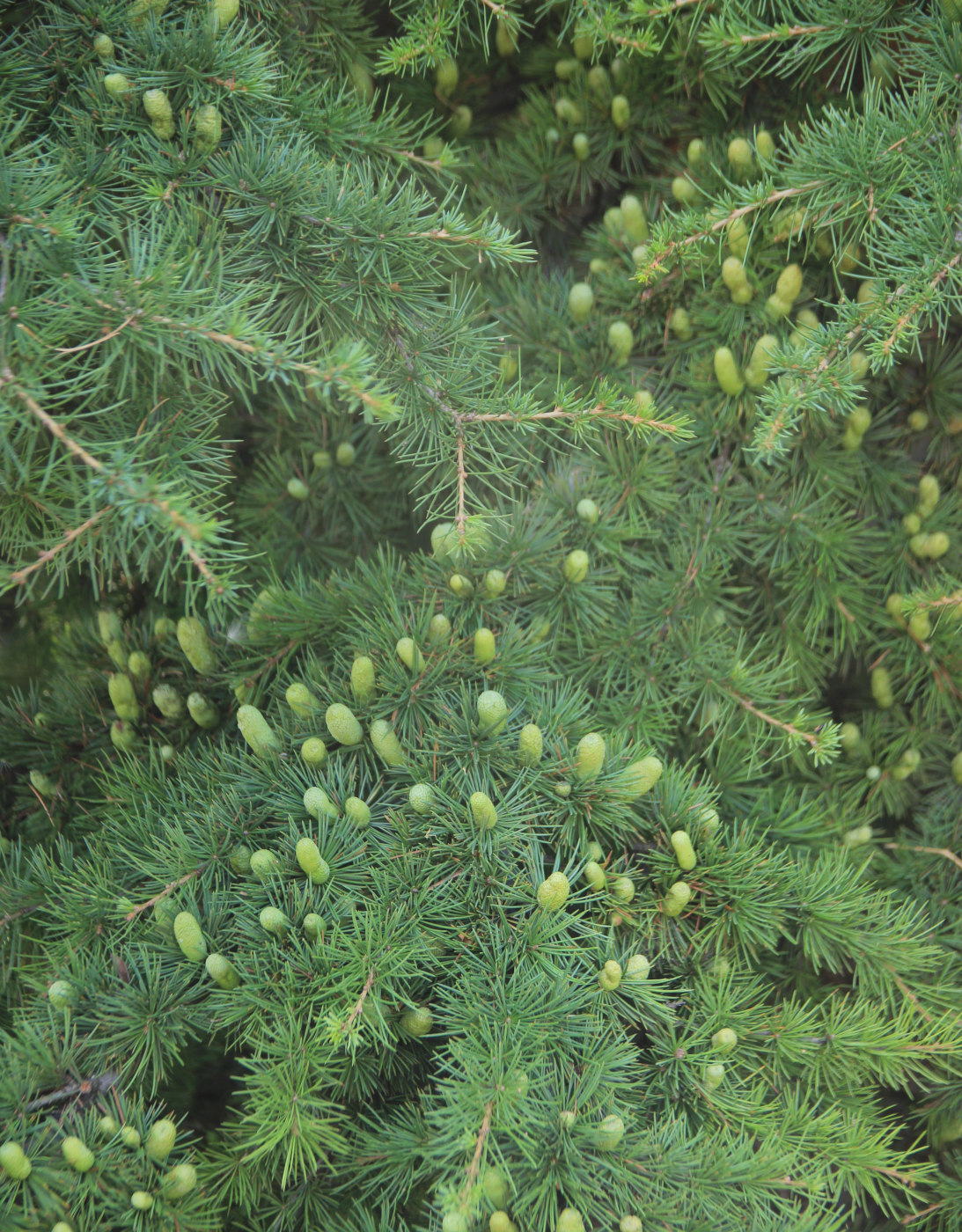 Image of Cedrus deodara specimen.