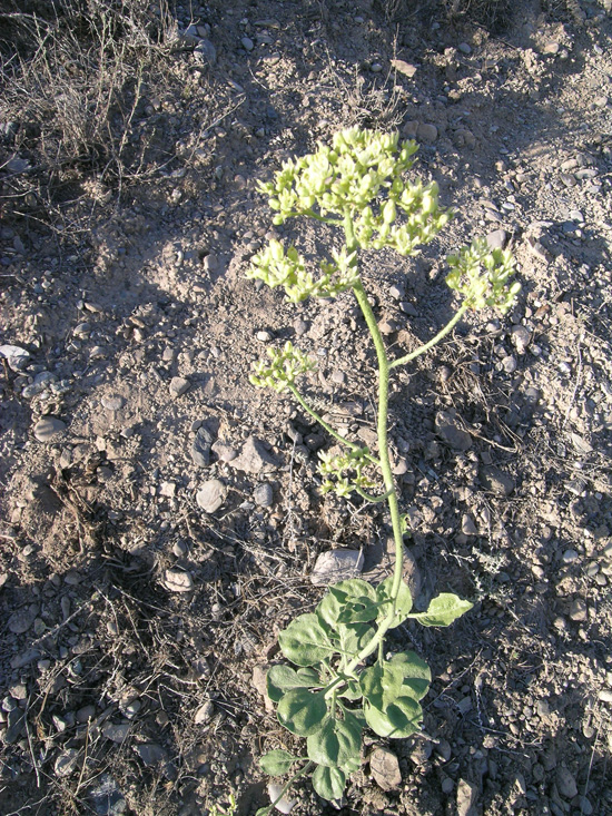 Image of Haplophyllum robustum specimen.