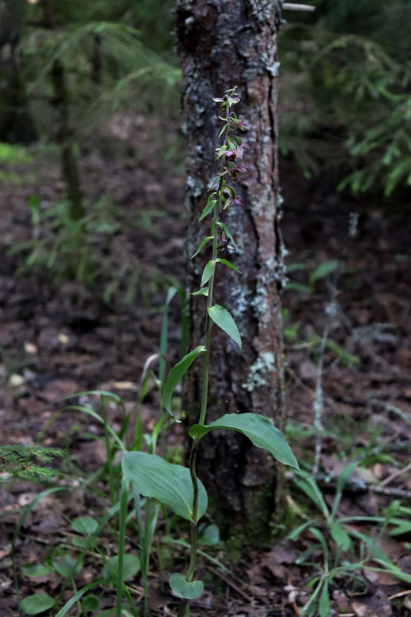 Image of genus Epipactis specimen.