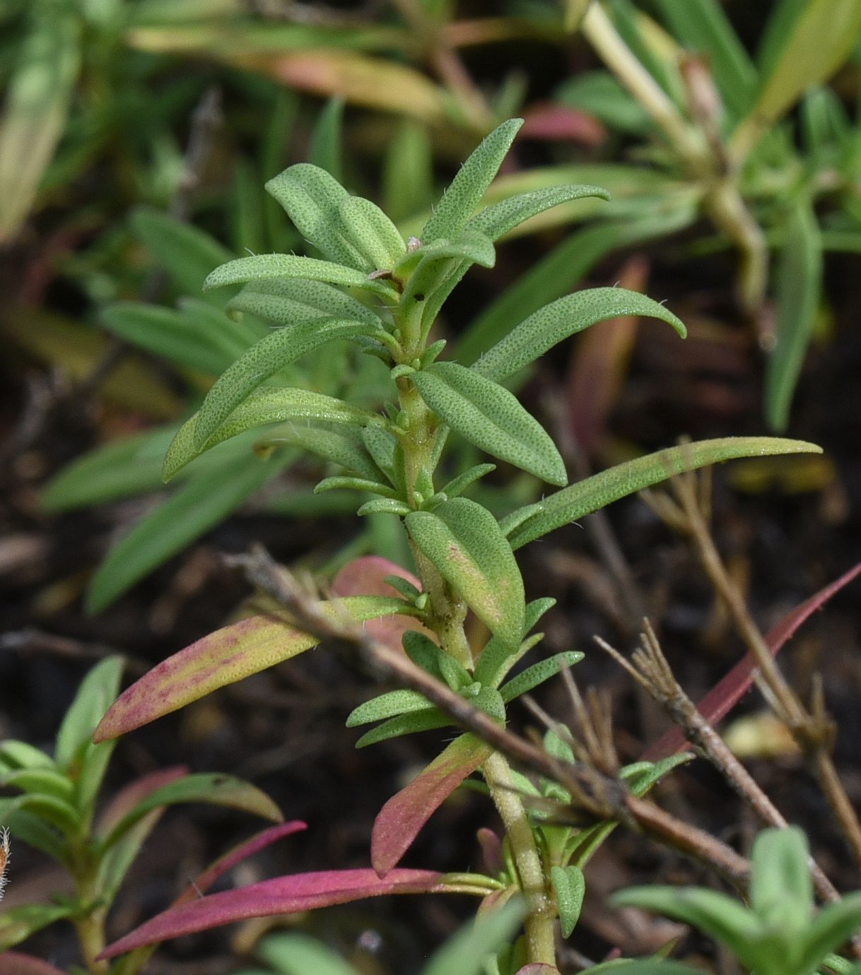 Изображение особи род Thymus.