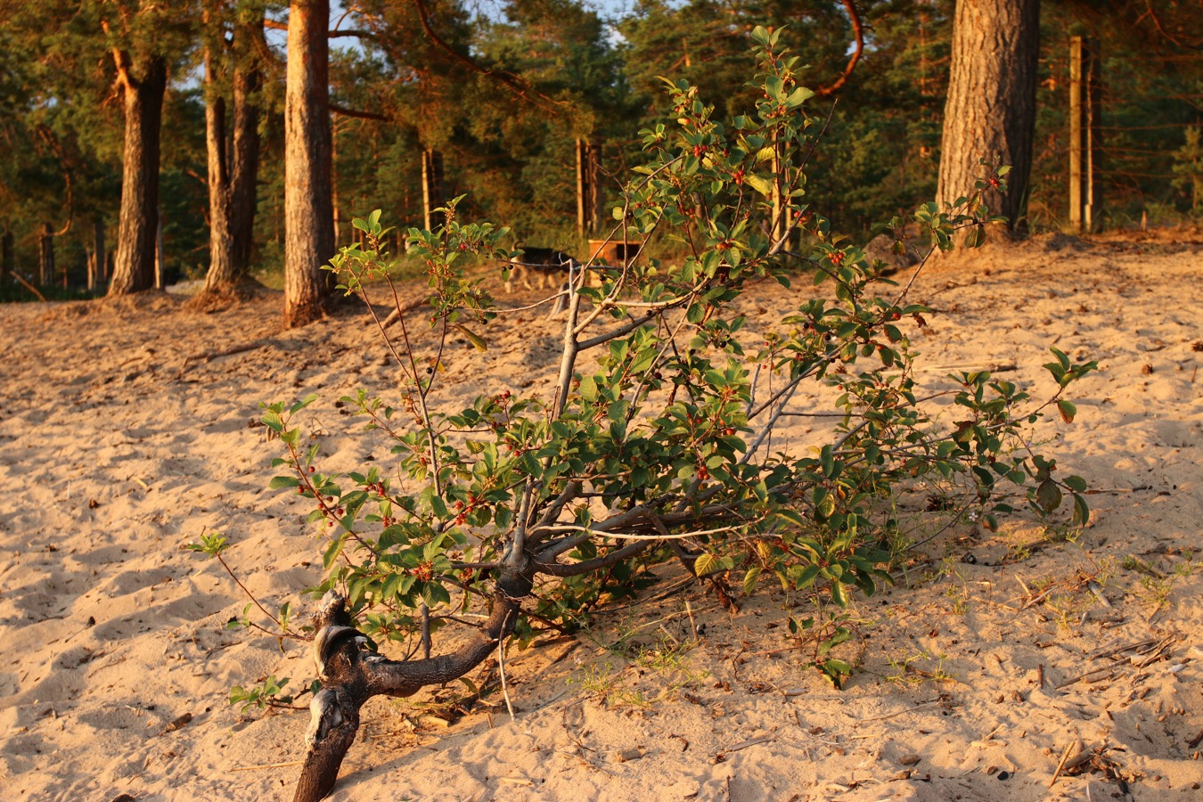 Изображение особи Frangula alnus.