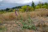 Salvia tesquicola. Цветущее растение. Самарская обл., Ставропольский р-н, сельское поселение Севрюкаево, окр. с. Мордово, высокий берег протоки Кольцовская Воложка, луг. 6 сентября 2023 г.