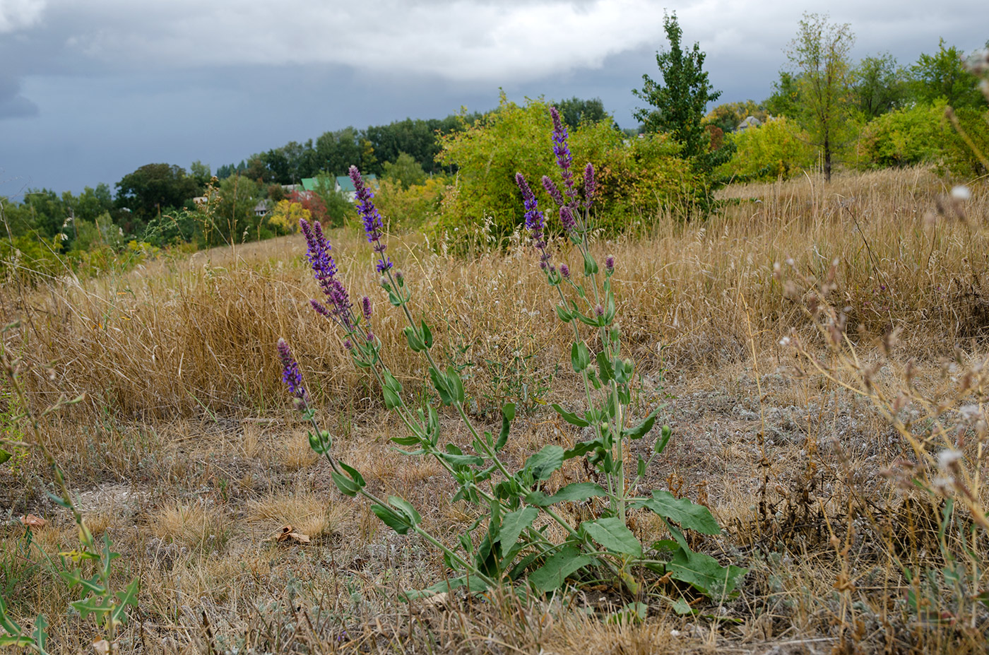 Image of Salvia tesquicola specimen.