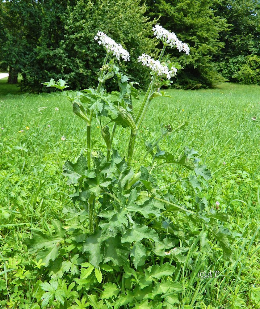 Image of genus Heracleum specimen.