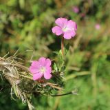 Epilobium hirsutum