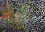 Euphorbia cyparissias