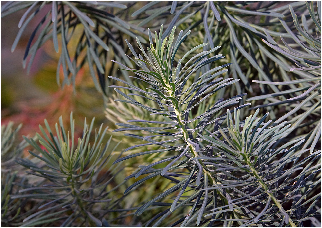 Image of Euphorbia cyparissias specimen.