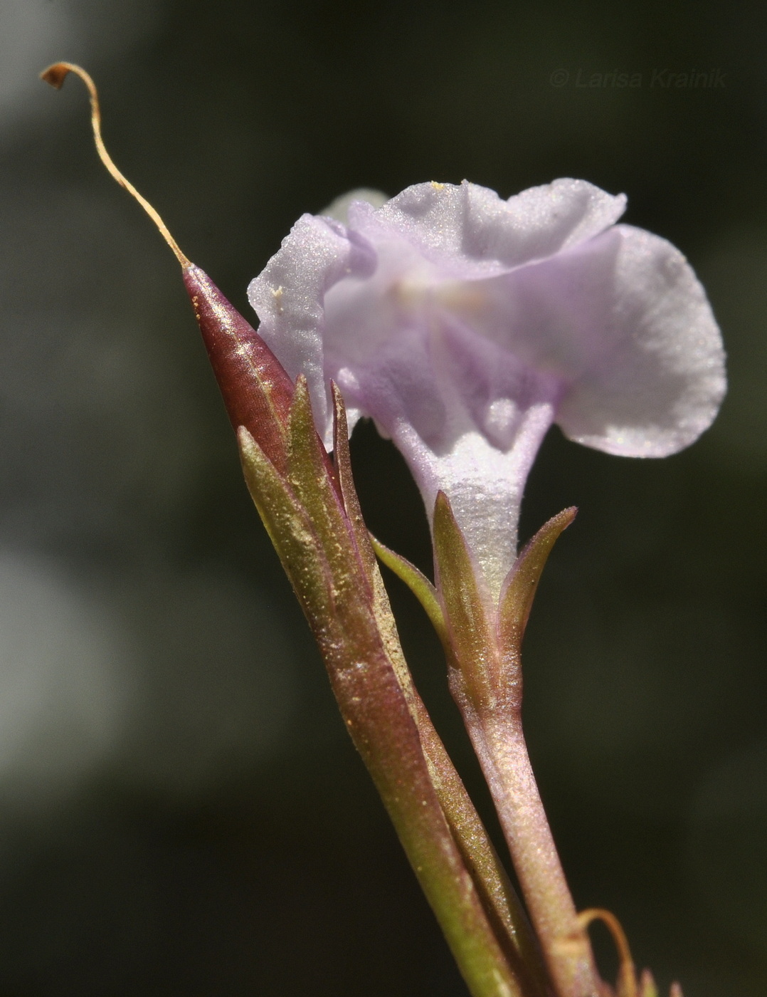 Image of Lindernia antipoda specimen.