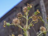 Farfugium japonicum. Увядающие соцветия и соплодия. Испания, автономное сообщество Каталония, провинция Жирона, комарка Баш-Эмпорда, муниципалитет Палафружель, ботанический сад \"Кап-Роч\". 07.01.2024.