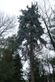 Picea pungens