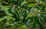 Euonymus japonicus