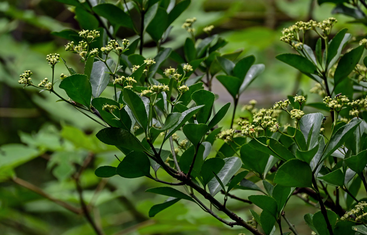 Image of Euonymus japonicus specimen.