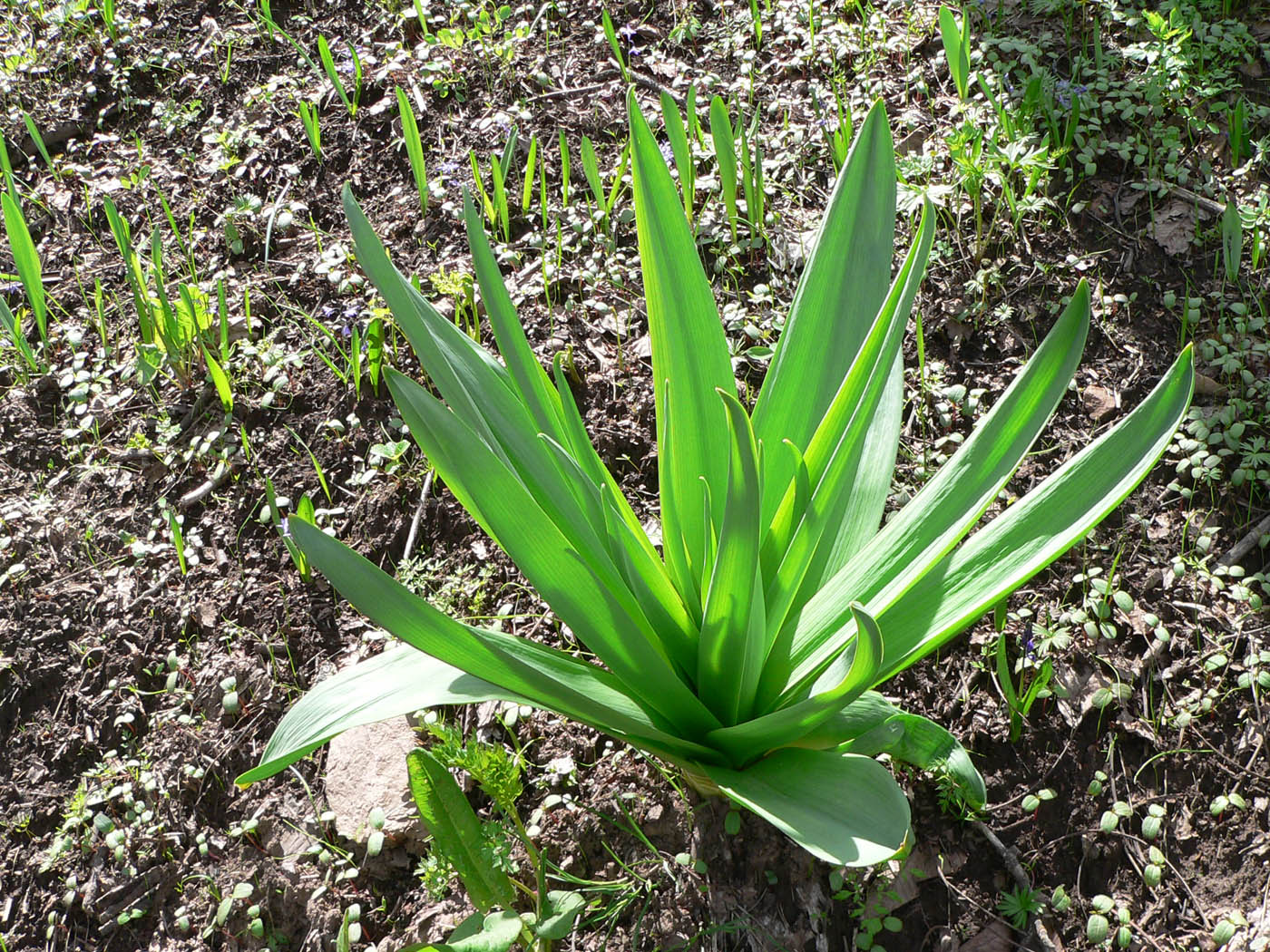 Image of genus Eremurus specimen.