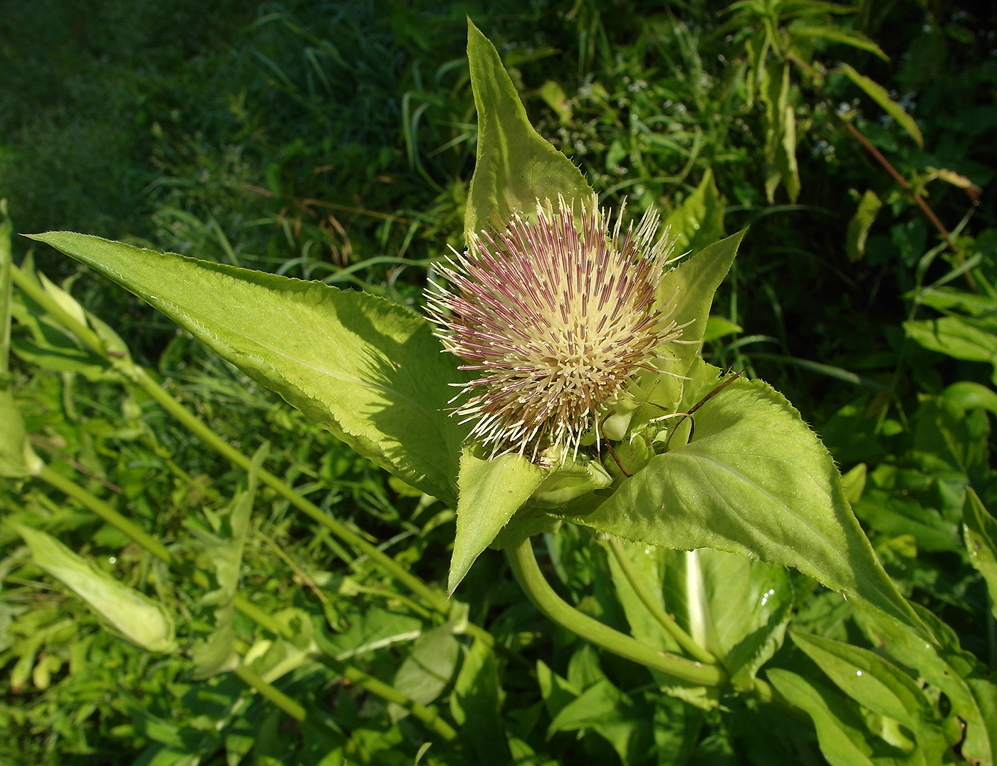 Изображение особи Cirsium oleraceum.