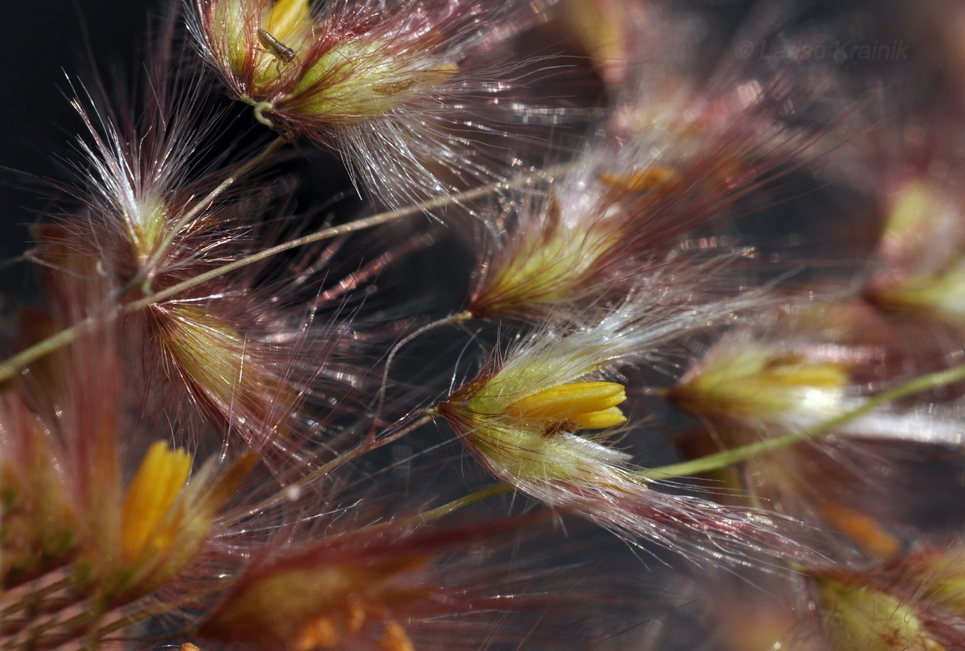 Image of Melinis repens specimen.