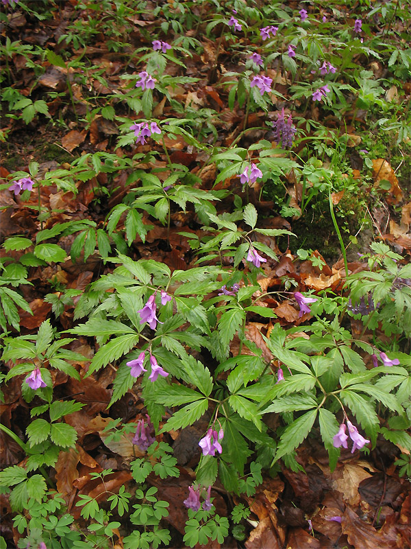 Image of Cardamine glanduligera specimen.