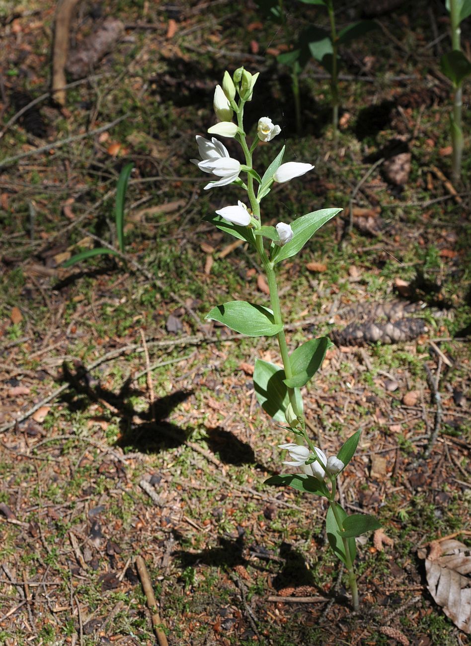 Image of Cephalanthera damasonium specimen.