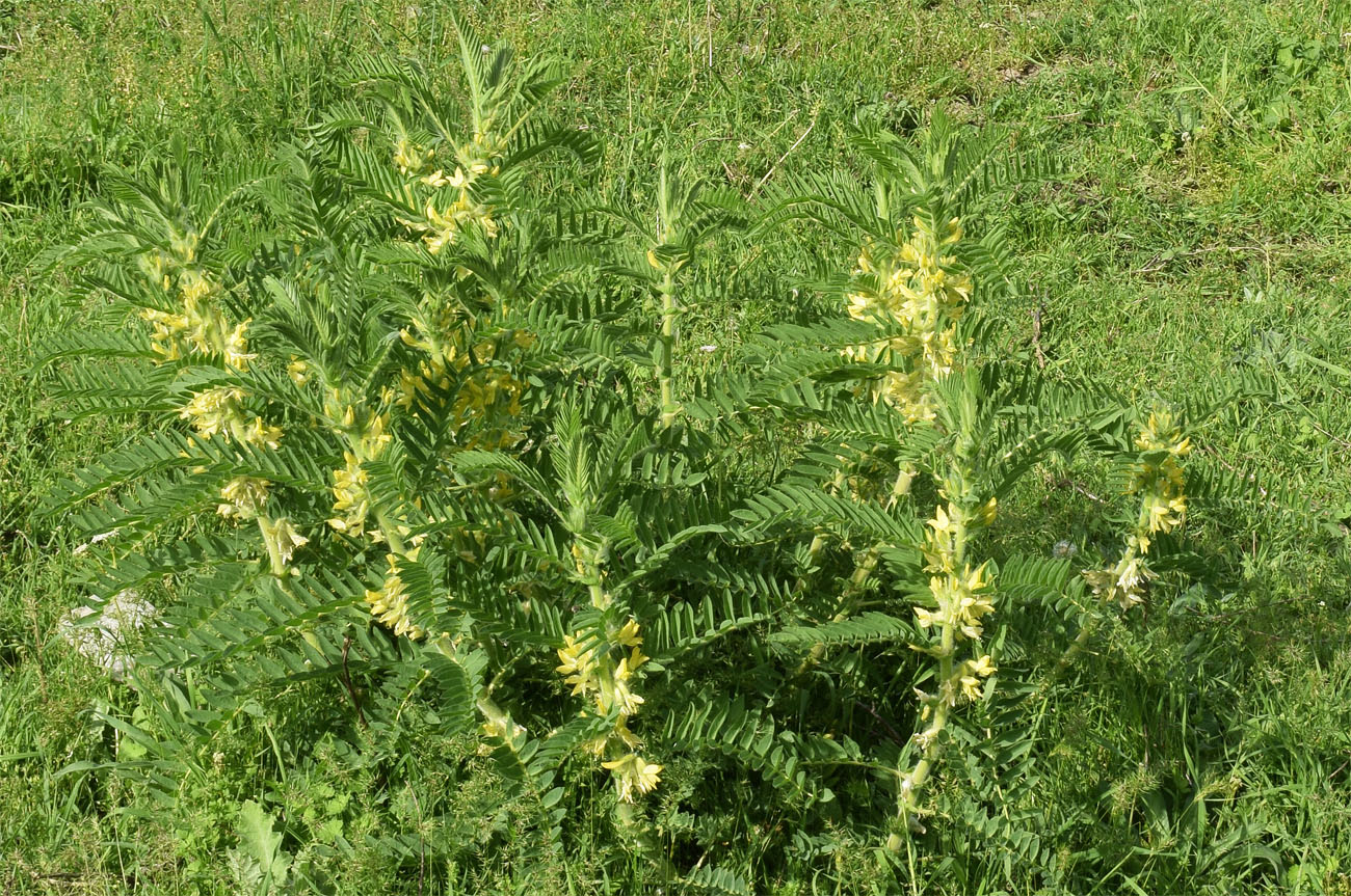 Image of Astragalus sieversianus specimen.
