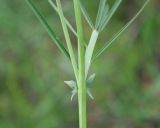 Lathyrus pannonicus