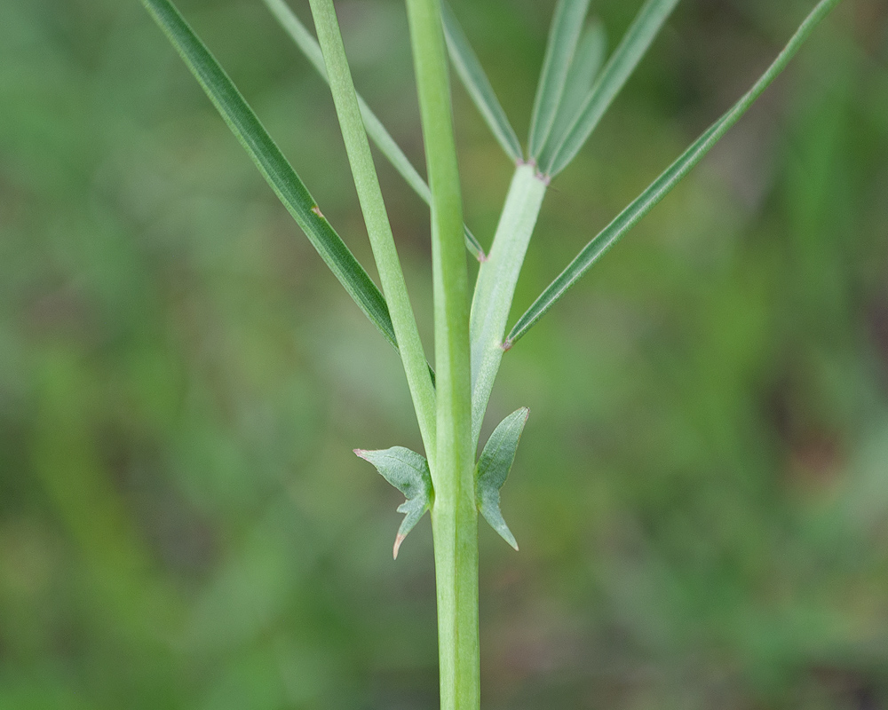 Image of Lathyrus pannonicus specimen.