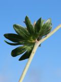View full-size image Anthyllis vulneraria