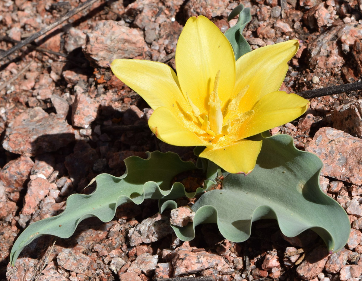 Image of Tulipa dubia specimen.