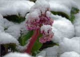 Смотреть изображение Bergenia crassifolia