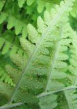 View full-size image Dryopteris marginalis