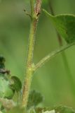 View full-size image Betula pubescens