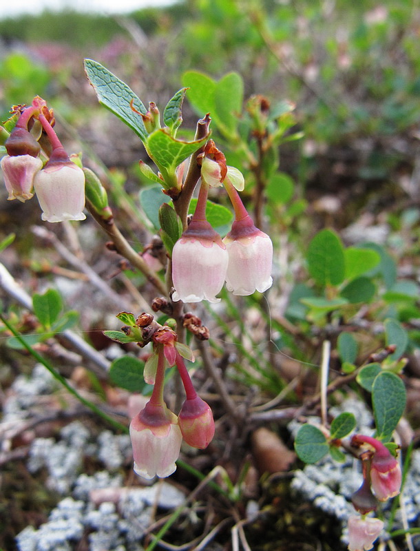 Image of Vaccinium uliginosum ssp. microphyllum specimen.