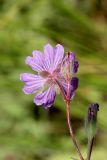 Смотреть изображение Geranium tuberosum