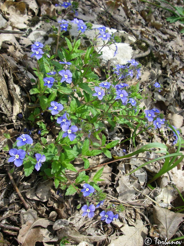 Image of Veronica umbrosa specimen.