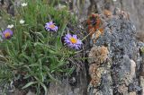 View full-size image Aster alpinus