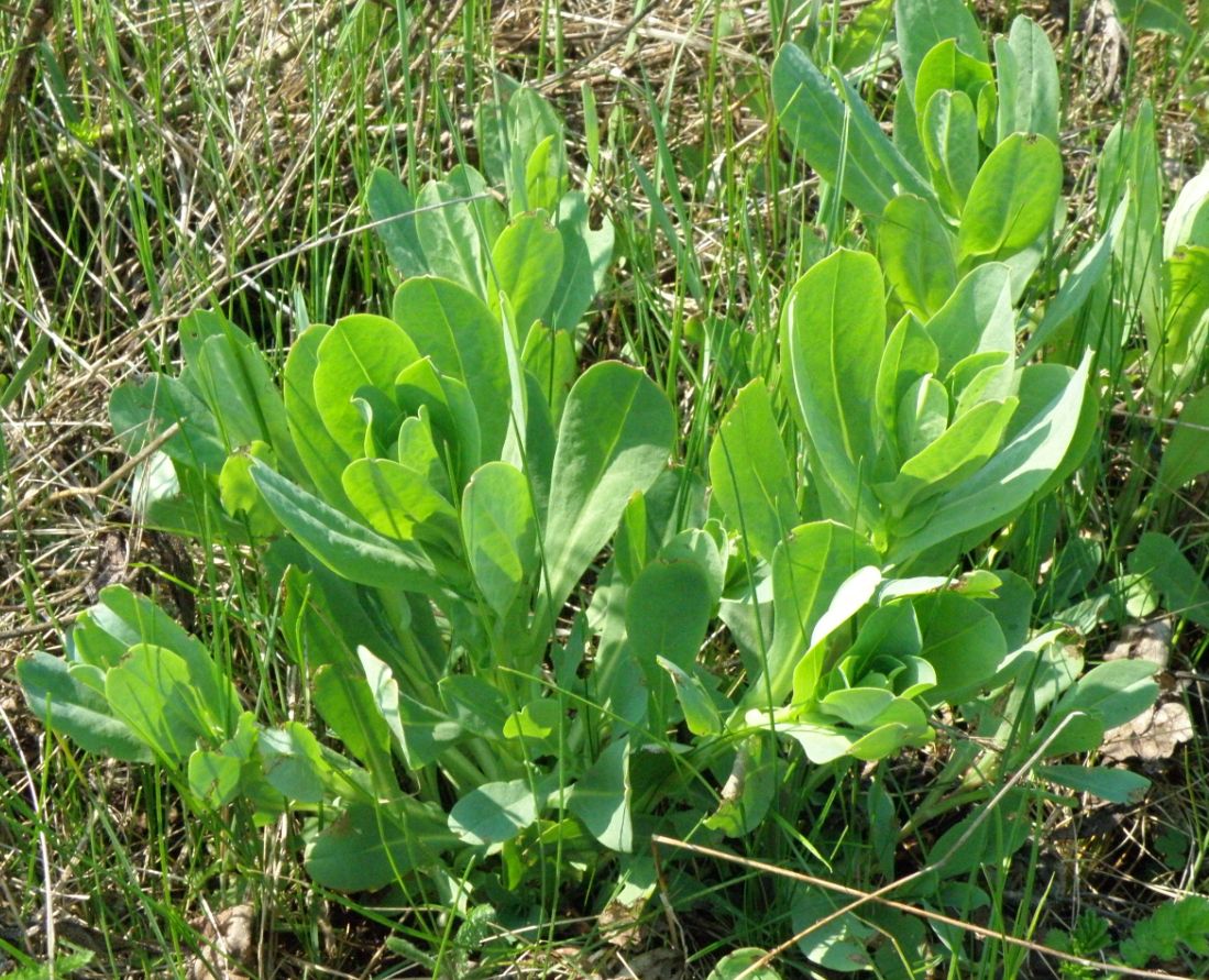 Image of Cerinthe minor specimen.