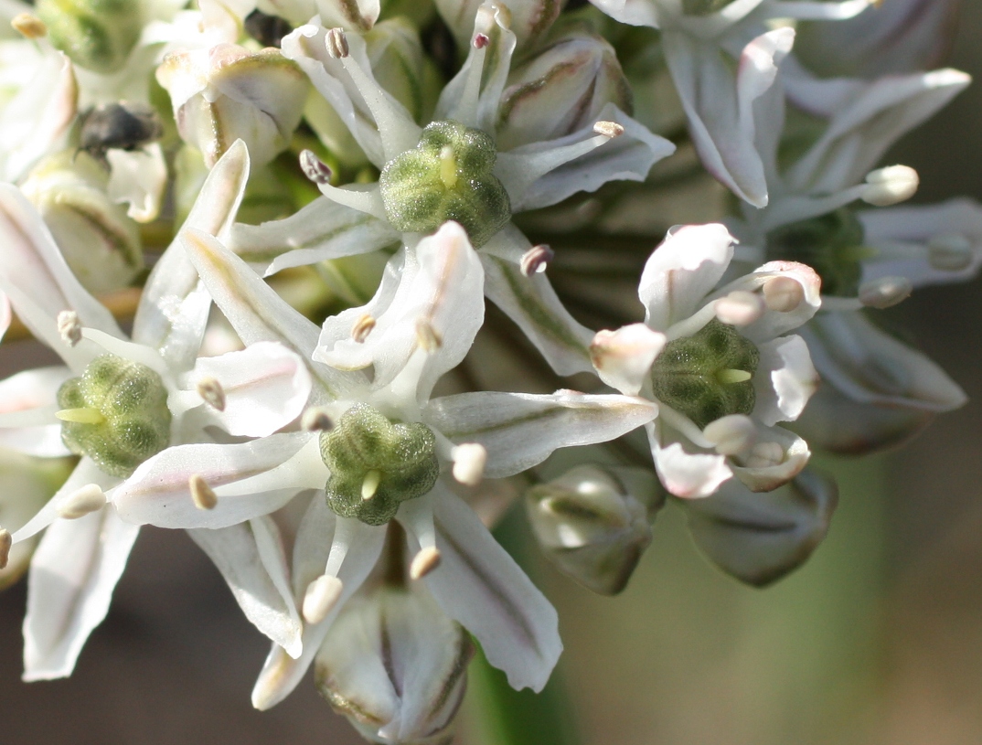 Image of Allium tulipifolium specimen.