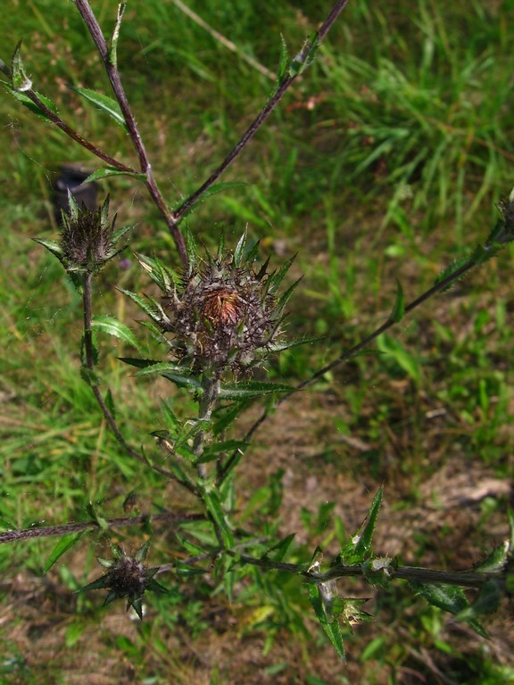 Изображение особи Carlina fennica.