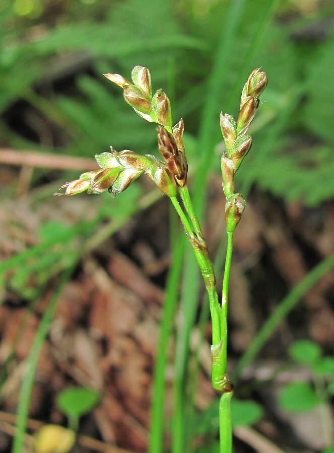 Изображение особи Carex digitata.