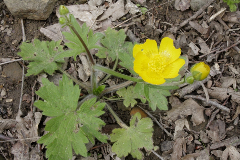 Изображение особи Ranunculus constantinopolitanus.