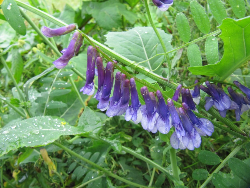 Изображение особи Vicia villosa.