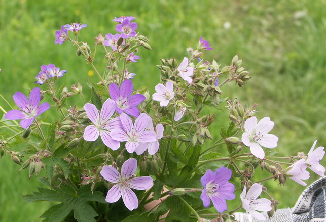 Изображение особи Geranium sylvaticum.