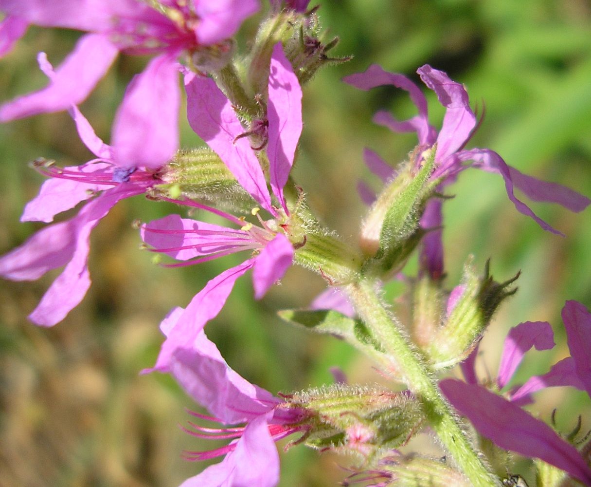 Image of Lythrum salicaria specimen.