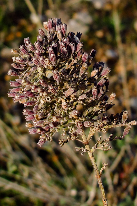 Image of Micromeria fruticosa specimen.