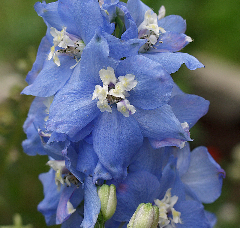 Image of Delphinium &times; phoeniceum specimen.