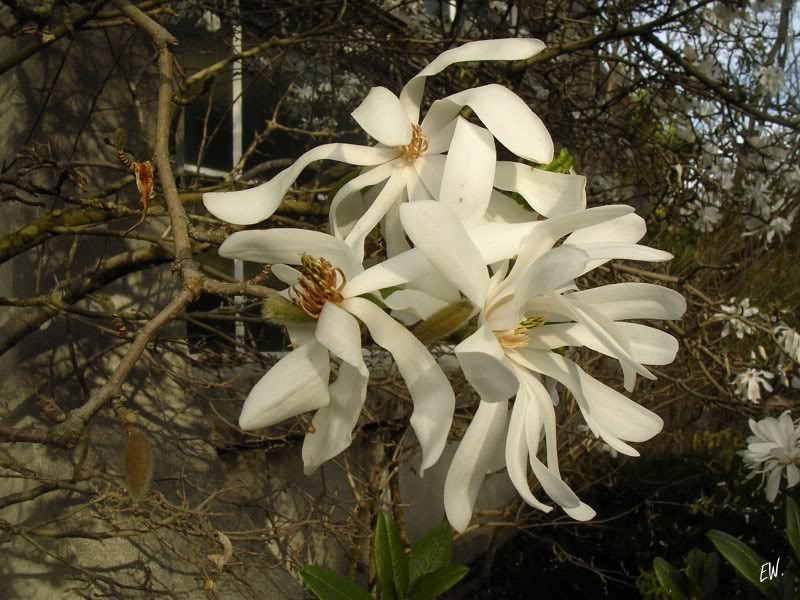 Изображение особи Magnolia stellata.