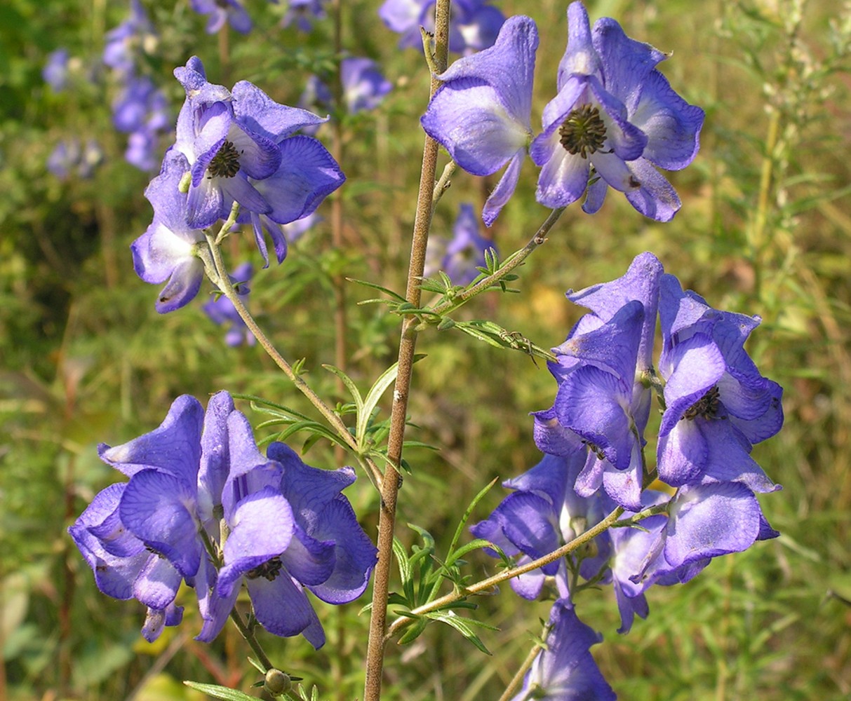 Image of genus Aconitum specimen.