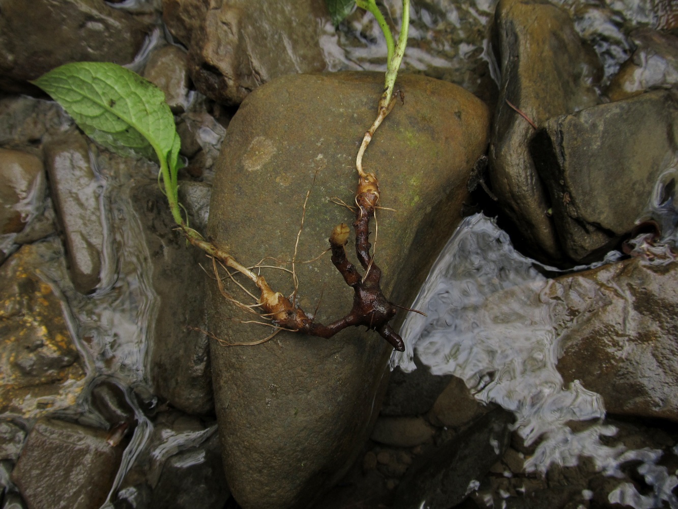 Image of Symphytum tuberosum specimen.