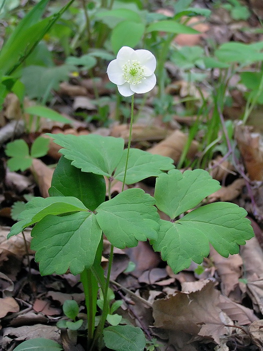 Image of Anemone udensis specimen.